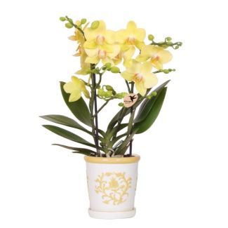 Gele Vlinder Orchidee Albenga in Malaga Sierpot Geel, Bloeiende Kamerplant, Phalaenopsis Orchidee, Ø9cm