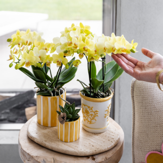 Gele Vlinder Orchidee Albenga in Malaga Sierpot Geel, Bloeiende Kamerplant, Phalaenopsis Orchidee, Ø9cm