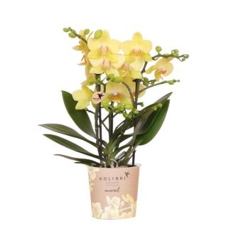 Gele Vlinder Orchidee Albenga , Bloeiende Kamerplant, Phalaenopsis Orchidee, Ø9cm