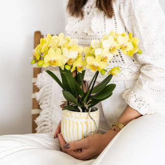 Gele Vlinder Orchidee Albenga , Bloeiende Kamerplant, Phalaenopsis Orchidee, Ø9cm
