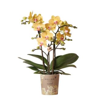 Gele Vlinder Orchidee Lima, Bloeiende Kamerplant, Phalaenopsis Orchidee, Ø9cm