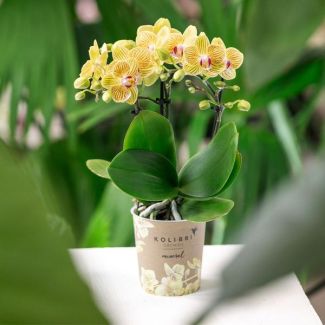 Gele Vlinder Orchidee Lima, Bloeiende Kamerplant, Phalaenopsis Orchidee, Ø9cm
