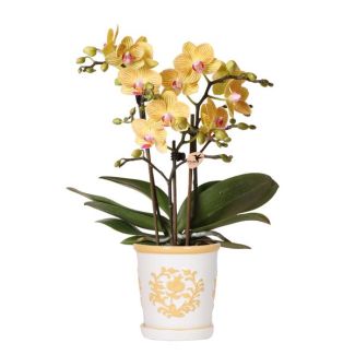 Gele Vlinder Orchidee Lima in Malaga Sierpot licht Oranje, Bloeiende Kamerplant, Phalaenopsis Orchidee, Ø9cm