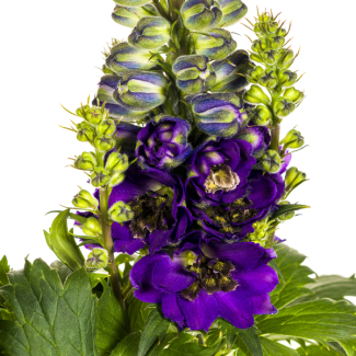 Hoge ridderspoor | Delphinium Elatum - ↕45 - 60cm - Tuinplant met rechtopstaande stelen