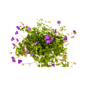 Langbloeiende Geranium - Paarse Geranium Rozanne Ø19cm - ↕20 - 30 cm
