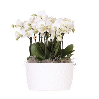 Witte Schaal opgemaakt met 3 Orchids Ghent, Kleur Wit, Incl. Waterreservoir,