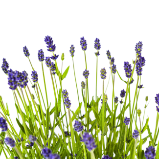 4 Stuks Lavendel, Paarse Bloeiaren, Vaste Plant, Mediteraine Sfeer, Lavandula Angustifolia Ø19cm - ↕40 - 50cm