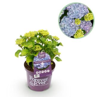 Hortensia Blauw  5 a 7 Bloemen