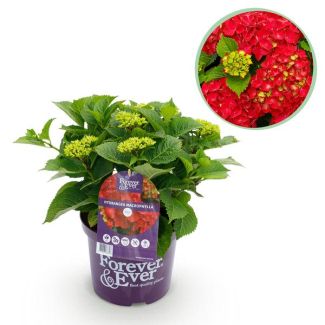 Hortensia Roze/Rood 5 a 7 Bloemen