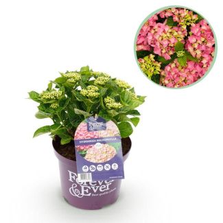 Hortensia Roze 5 a 7 Bloemen