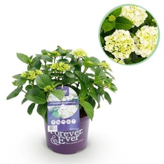 Hortensia Wit  5 a 7 Bloemen