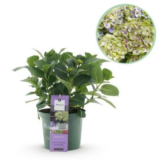 Hortensia Blauw  5 a 7 Bloemen