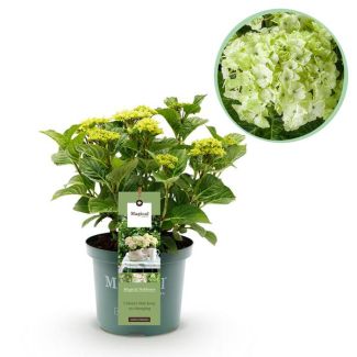 Hortensia Wit  5 a 7 Bloemen