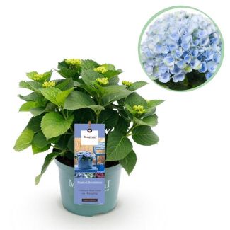 Hortensia Blauw  5 a 7 Bloemen