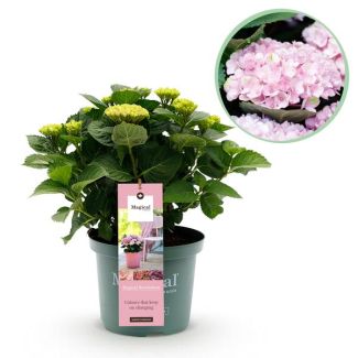 1Hortensia Roze  5 a 7 Bloemen
