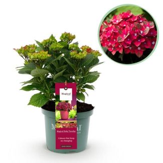 Hortensia Roze/Rood   5 a 7 Bloemen