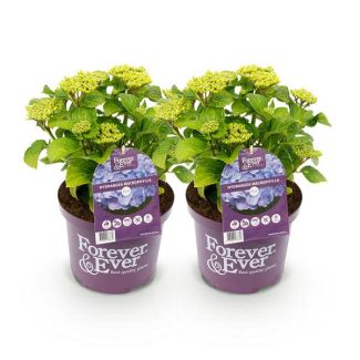 2 Stuks Hortensia Blauw  5 a 7 Bloemen