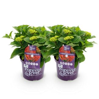 2 Stuks Hortensia Roze/Rood  5 a 7 Bloemen