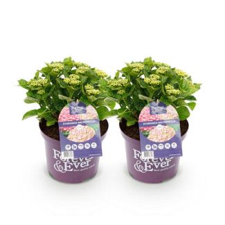 2 Stuks Hortensia Roze  5 a 7 Bloemen