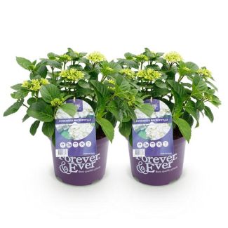 2 Stuks Hortensia Wit  5 a 7 Bloemen