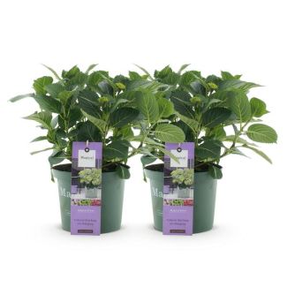 2 Stuks Hortensia Blauw   5 a 7 Bloemen