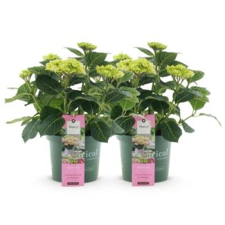 2 Stuks Hortensia  Roze  5 a 7 Bloemen