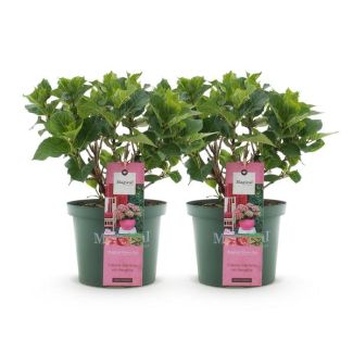 2 Stuks Hortensia   Groen tot Zachtroze  5 a 7 Bloemen