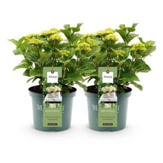 2 Stuks Hortensia Wit  5 a 7 Bloemen