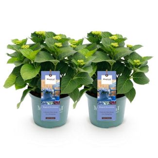 2 Stuks Hortensia Blauw   5 a 7 Bloemen