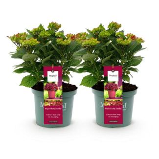 2 Stuks Hortensia Roze/Rood  5 a 7 Bloemen
