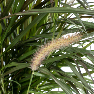 Siergrasplant (Pennisetum x Advena Chelsea) ↕70 - 80cm - Perfecte terrasplant