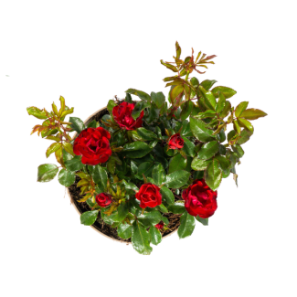 Rode struikroos Zepeti - Rosa Zepeti - ↕35 - 40cm - Rijkbloeiende roos