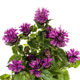 Paarse Monarda Didyma - Bijen en Vlinders Aantrekkend - ↕45 - 60cm