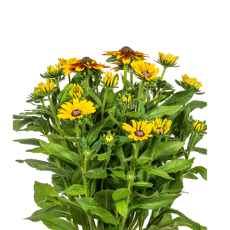Rudbeckia Summerina tuinplant Ø19cm – Robuuste zomerbloem - ↕45 - 60cm