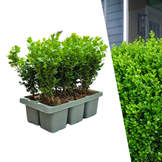  Buxus NewGen Freedom 6-Pack – Winterharde Groenblijvende Struiken 6 x Ø7 cm - ↕15 cm | Compacte Buxus 