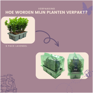  Buxus NewGen Freedom 6-Pack – Winterharde Groenblijvende Struiken 6 x Ø7 cm - ↕15 cm | Compacte Buxus 