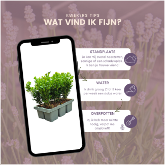4 x 6-Pack Buxus NewGen Freedom – Winterharde Groenblijvende Struiken 24 x Ø7 cm - ↕15 cm | Compacte Buxus