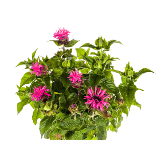 Monarda didyma 'Pink' – Bergamotplant Ø19 cm, 45–60 cm hoog – Zonnige borderplant, vlinder- & bijenlokker