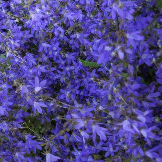 48 Stuks Klokjesbloem  Poscharskyana Stella