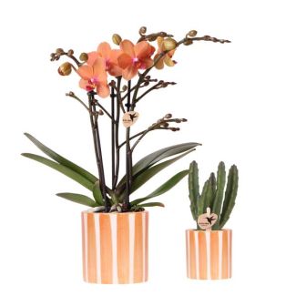 Kolibri Company | Plantenset Oranje Phalaenopsis Orchidee Bolzano en Succulent incl. keramieken sierpotten