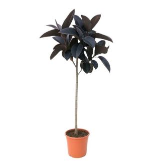 Unieke stamplant Ficus Abidjan 130 cm - Rubberboom