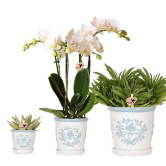 Mooie Vlinderorchidee Amabilis Ø9cm , Kleur Wit,+ 2 succulenten Ø12cm en Ø6cm, incl. keramieken Malaga Sierpotten, Ø6cm