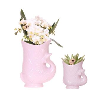 Mooie Vlinderorchidee Nazaré  Ø9cm , Kleur Wit, succulent in Fish Sierpot Roze, Ø6cm