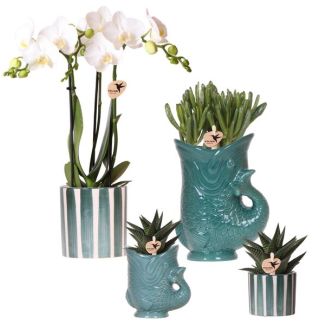 Mooie Vlinderorchidee Amabilis, Ø9cm,  Kleur Wit, Succulenten Ø6cm, in Keramieken Sierpotten, Bloeiende Kamerplant,