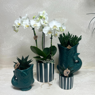 Mooie Vlinderorchidee Amabilis, Ø9cm,  Kleur Wit, Succulenten Ø6cm, in Keramieken Sierpotten, Bloeiende Kamerplant,