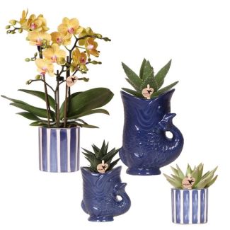 Mooie Vlinderorchidee Lima  Ø9cm, met Succulenten Ø6cm,in Keramieken Sierpotten, Bloeiende Kamerplant,