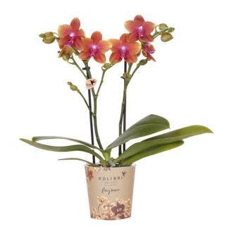 Mooie Oranje Vlinderorchidee Fragrance, Heerlijk geurend, Bloeiende Kamerplant,