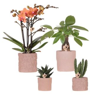 Kamerplantenset! Orchidee Bolzano Ø9cm, Groene Succulenten Ø6cm, Vers van onze Kweker