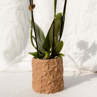 Kolibri Orchids | Set van orchidee Bolzano en succulenten in keramieken sierpotten - potmaat Ø9cm & Ø6cm | bloeiende kamerplant - vers van de kweker