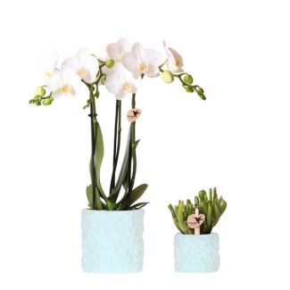 Plantenset Star Fish blauw!  Vlinderorchidee Amabilis, Kleur bloem Wit, Succulent incl. keramieken sierpotten,